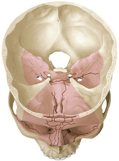 Figur 2. Høyenergi krefter mot ansikstsskjelettets midtre og øvre del forplanter seg dorsalt og absorberes i skallebasis og tinningben.